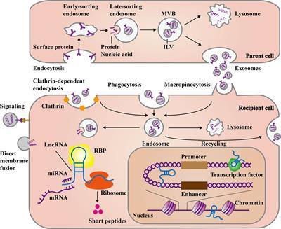 Exosomal Long Non-Coding RNA: Interaction Between Cancer Cells and Non-Cancer Cells